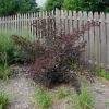 Ninebark-Summer-Wine-2.jpg