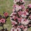 Ninebark-Tiny-Wine-2.jpg