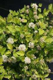 Ninebark-Tiny-Wine-Gold-1.jpg