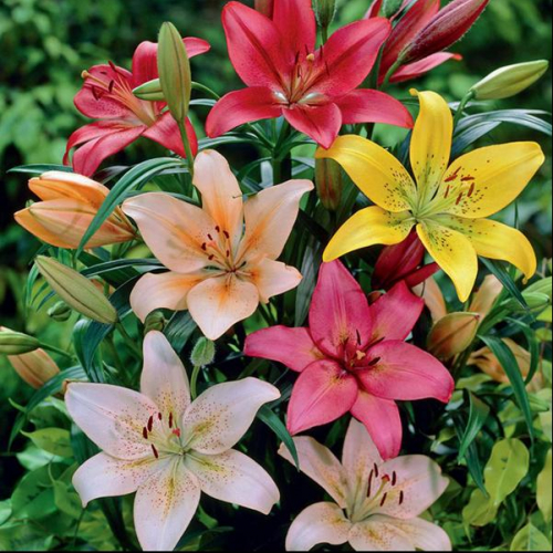 Nurserylive-Asiatic-Lilies-Mix-Color-Bulbs-2.jpg