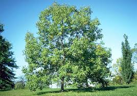 Chinkapin Oak Tree at Pine Lane Nursery