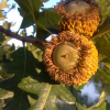 Oak-bur-acorn.jpg