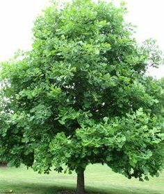 Oak/ Bur