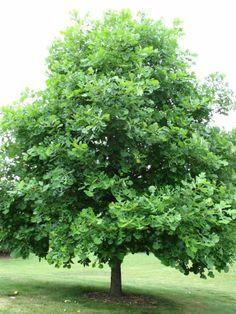 Oak-bur-website.jpg