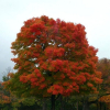 Oak-red-website.jpg