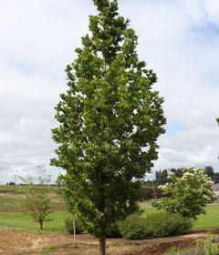Oak/ Streetspire