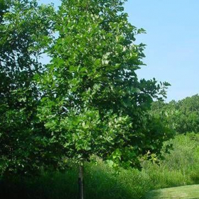 Oak/ Swamp White