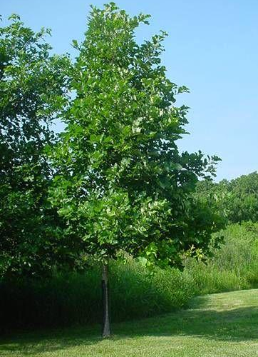 Oak-swamp-white-website.jpg