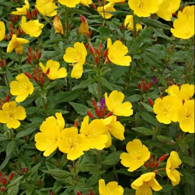 Primrose (Sundrops)