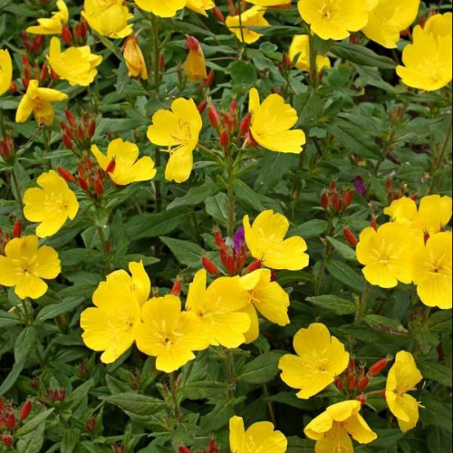 Oenothera-fruticosa-Fireworks.i-8719.s-61203.r-1_296dbdbb-c579-4734-819d-2e52baffa920_1024x1024.jpg