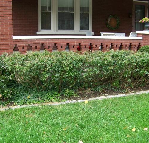 Oregon-Grape-Holly-Dwarf.jpg