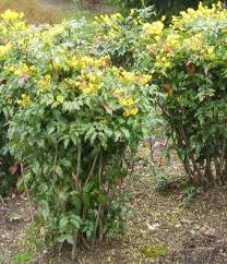 Oregon-Grape-Holly-Standard.jpg