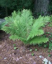 Ostrich-Fern.jpg