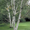 Paper-Birch.jpg
