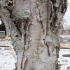 Paper-birch-bark.jpg