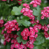 Pauls-Hawthorn.jpg