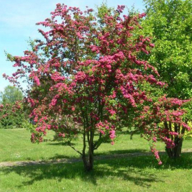 Hawthorn/ Paul’s Scarlet