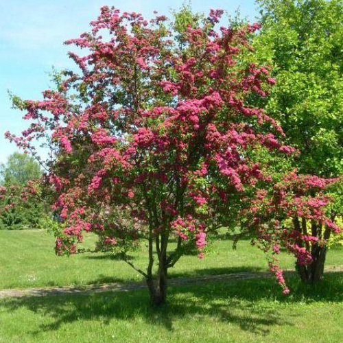 Pauls-Hawthorn-2.jpg