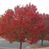 Pear-Autumn-Blaze-2.jpg