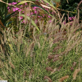 Fountain Grass/ Karley Rose