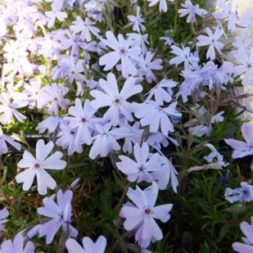 Phlox, Creeping