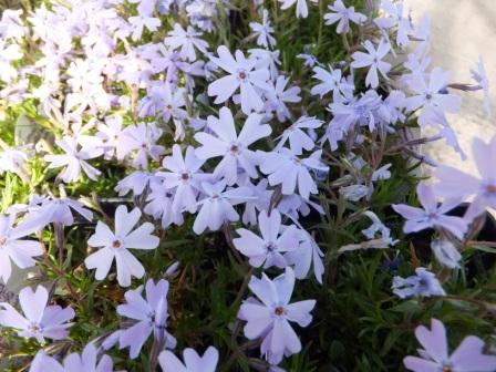 Phlox-subulata-Creeping-Phlox-blue-Jacki-Hein.jpg