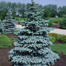 Spruce/ Hoopsii