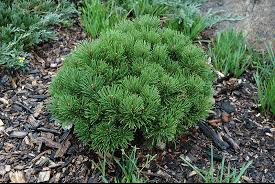 Pine-Dwarf-Mugo.png