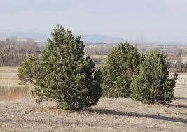 Pine-pinyon.jpg