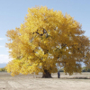 Plains-Cottonwood3.jpg