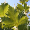 Plane-Tree-London-Exclamation-2.jpg