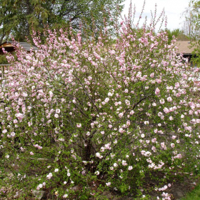 Plum/ Double Flowering