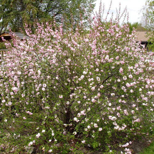 Plum-Double-Flowering-1.jpg