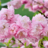 Plum-Double-Flowering-2.jpg