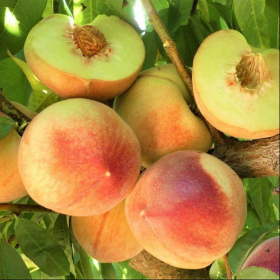 Peach/ Polly