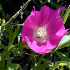 Winecups (Poppy Mallow)