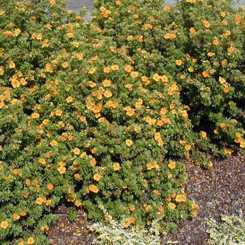 Potentilla.jpg