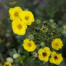 Potentilla/ Citrus Tart