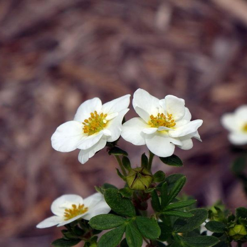 Potentilla-Creme-Brulee.jpg