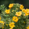 Potentilla-Marmalade-2.jpg
