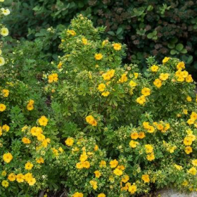 Potentilla/ Marmalade
