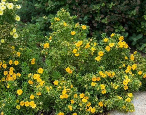 Potentilla-Marmalade.jpg