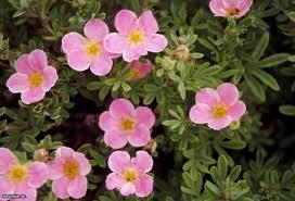 Potentilla-Pink-Beauty-1.jpg