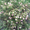 Potentilla-Pink-Beauty-2.jpg