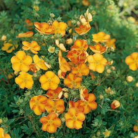Potentilla/ Tangerine