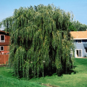 Willow/ Prairie Cascade