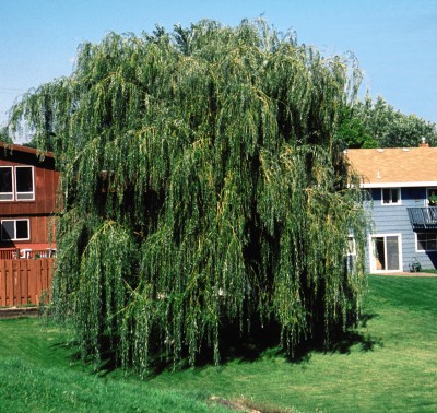 Prairie-Cascade-Willow.jpg