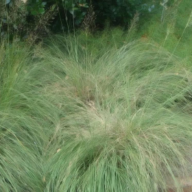Prairie Dropseed