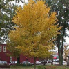 Princeton-Elm-2.jpg