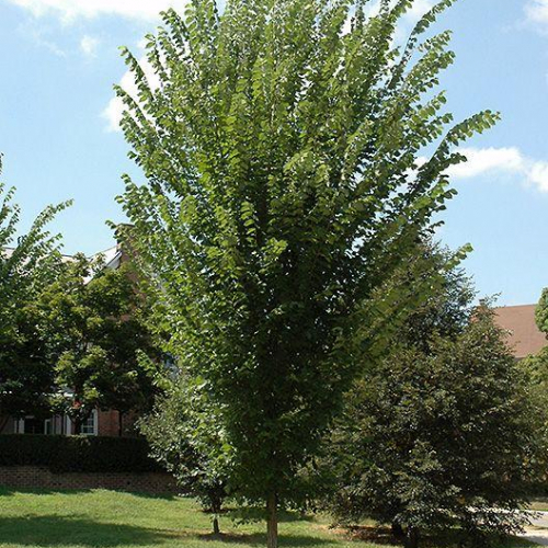 Princeton-Elm.jpg